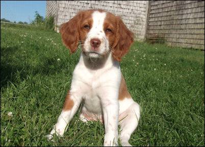 Guinevere
