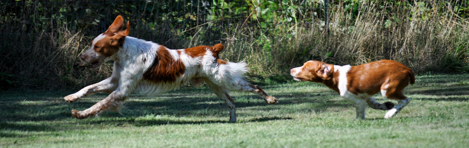 Dogs Banner