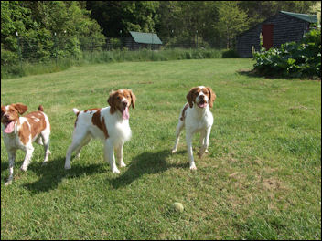 Happy dogs!