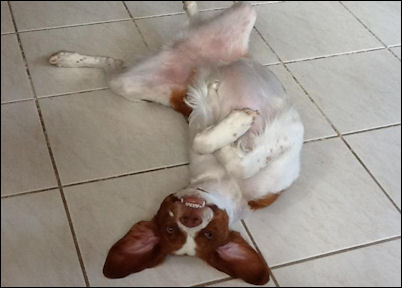 silly!