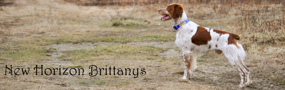 Homebanner