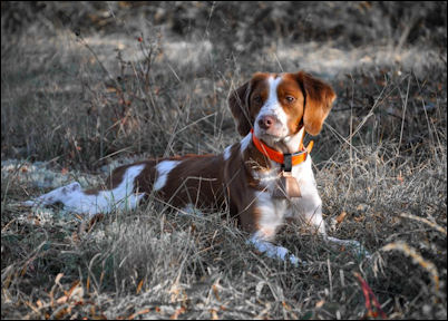 Fieldshot