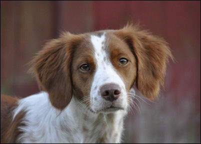 Head shot