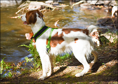 Mini on a hike