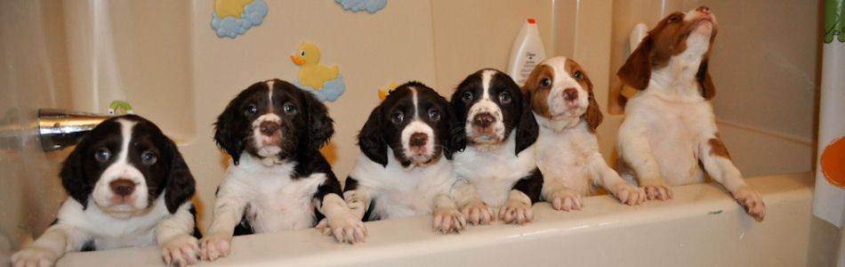 Puppies Banner