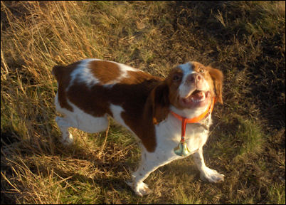 Happy Sunny