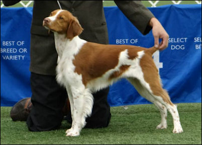 show ring
